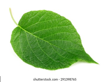 Kiwi Leaf On A White Background Isolated