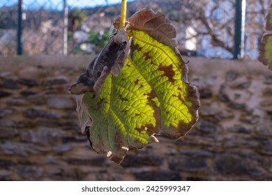 kiwi leaf under the sunlight at sunset