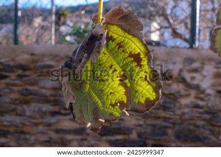 kiwi leaf under the sunlight at sunset
