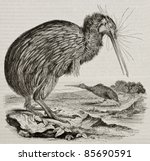 Kiwi old illustration (Apteryx haastii). Created by Werner, published on Magasin Pittoresque, Paris, 1842