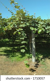 Kiwi Orchard