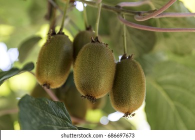 Kiwi Plant