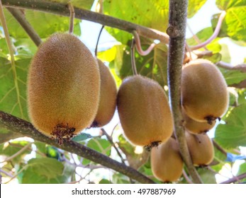 Kiwi Plant Close Up