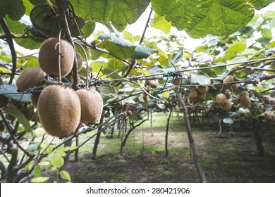 Kiwi Plant Close Up. Day Light