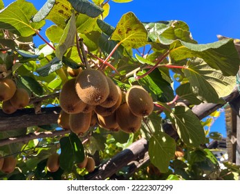 Kiwi Plant On A Trellis