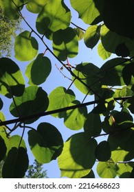 Kiwi Plant In The Sun And Shade