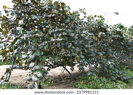 Kiwifruit ( Actinidia deliciosa ) cultivation. Actinidiaceae dioecious deciduous vine fruit tree. The nutritious fruit is harvested from October to November.