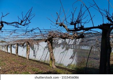 Kiwifruit Orchard Before New Spring Growth At Pruning Time With Male Shoots Left To Grow Above The Canopy.