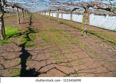 Kiwifruit Orchard Before New Spring Growth At Pruning Time With Spidery Shadow Patterns On Ground.