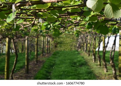 Kiwifruit Orchard At The End Of The Spring