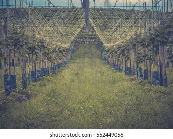 Kiwifruit Orchards At Te Puke, New Zealand