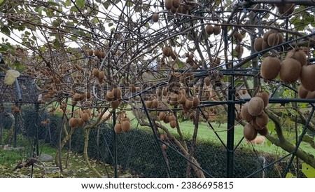 kiwifruit plant with fruit to harvest. lots of kiwifruit to harvest in the vegetable garden