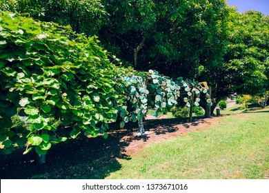 Kiwifruit Plantation In Front Of Avocado Trees – Te Puke, Bay Of Plenty, North Island, New Zealand