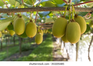 Kiwifruit, Zespri, Kiwi, Orchard