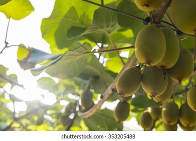 Kiwifruit, Zespri, Kiwi, Orchard