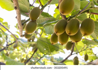 Kiwifruit, Zespri, Kiwi, Orchard