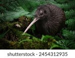 Kiwis are another species of flightless bird endemic to New Zealand from the genus Apteryx. In size, similar to domestic chickens, this is a Rare photo of the kiwi bird endemic to New Zealand