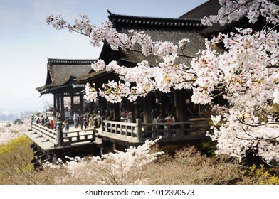 Kiyomizu Temple Sakura Season