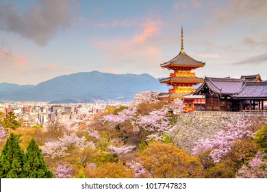 Kiyomizu-dera Temple And Cherry Blossom Season (Sakura) Spring Time In Kyoto, Japan