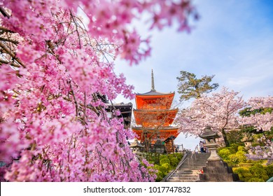 Kiyomizu-dera Temple And Cherry Blossom Season (Sakura) Spring Time In Kyoto, Japan