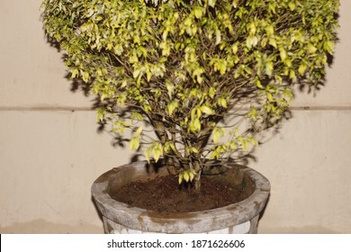 Klaten, Central Java, Indonesia 15 November 2020.
Potted plants are containers in which flowers and other plants are cultivated and displayed historically, and structured