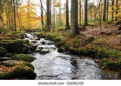 Kleine Ohe In National Park Bavarian Forest.