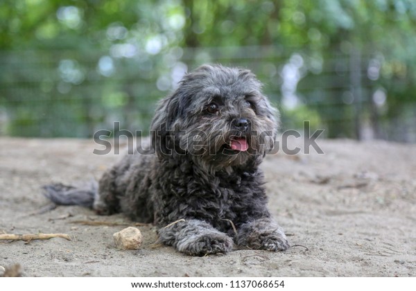 Kleiner Schwarzer Hund Stock Photo Edit Now