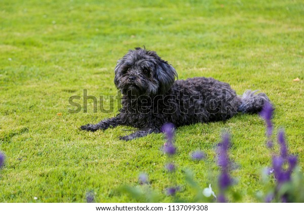 Kleiner Schwarzer Hund Park Berlin Summer Stock Photo Edit Now