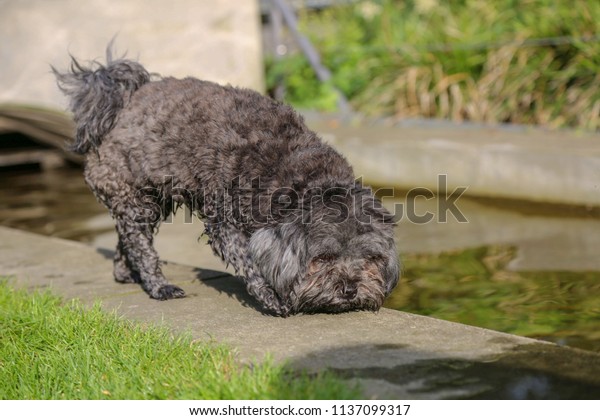 Kleiner Schwarzer Hund Park Berlin Summer Stock Photo Edit Now