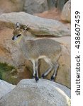klipspringer