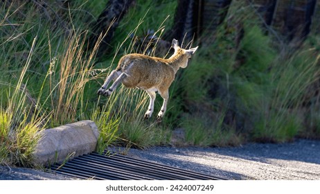 a klipspringer jumping over a cattle grid