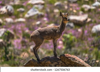 A Klipspringer On A Rock In The Cederberg Wilderness Area.