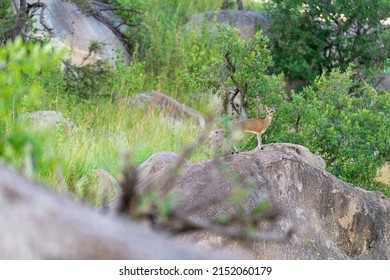 klipspringer stands on a rock in its habitat
