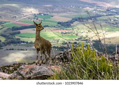 Klipspringer In The Swartberg Pass