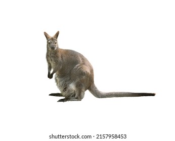 Klokani (Macropodidae) Isolated On White Background