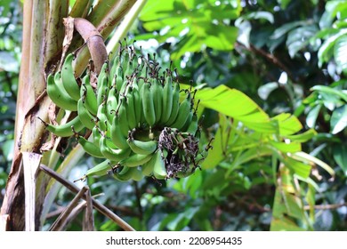 Kluai Leb Mu Nang (Scientific Name : Musa Sapientum Linn. AA Group)Banana Trees Are Planted In Songkhla Province, Thailand.