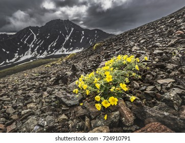 Kluane National Park, Yukon, Canada