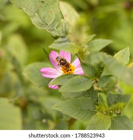 Johor bumblebee OIC OH