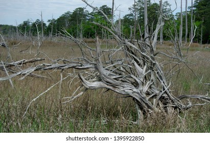 Knarlged Tree In First Landing State Park, Virginia Beach USA