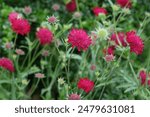 Knautia macedonica or Macedonian Scabious ‘Red Knight’ in flower.