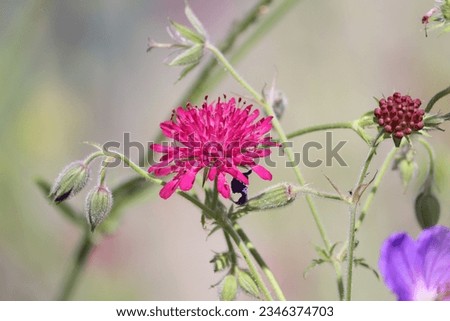 Knautia macedonica, the Macedonian scabious, is a species of flowering plant in the family Caprifoliaceae, native to Southeastern Europe - Albania, Bulgaria, Greece, North Macedonia.