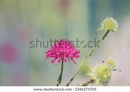 Knautia macedonica, the Macedonian scabious, is a species of flowering plant in the family Caprifoliaceae, native to Southeastern Europe - Albania, Bulgaria, Greece, North Macedonia.