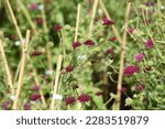 Knautia macedonica Red Knight grows and blooms in the garden in summer
