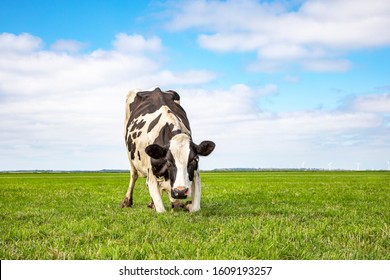 Kneeling cow or rising up cow,  knees in the grass, black and white frisian holstein in a pasture under a blue sky and a faraway straight horizon. ,