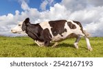 Kneeling cow or rising up, knees in the grass, getting down or up, black and white cow in a field under a blue sky