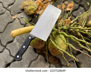 Knife and coconut bunches on the floor. - Powered by Shutterstock