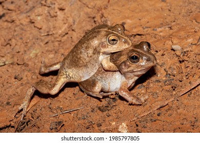 Knife Footed Frogs In Amplexus