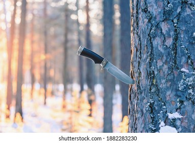 The knife is stuck in tree at dawn in sunny forest