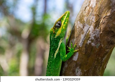 Knight anole (Anolis equestris) clinging to a tree branch - Delray Beach, Florida, USA