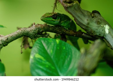 Knight anole (Anolis equestris), also known as the Cuban knight anole.